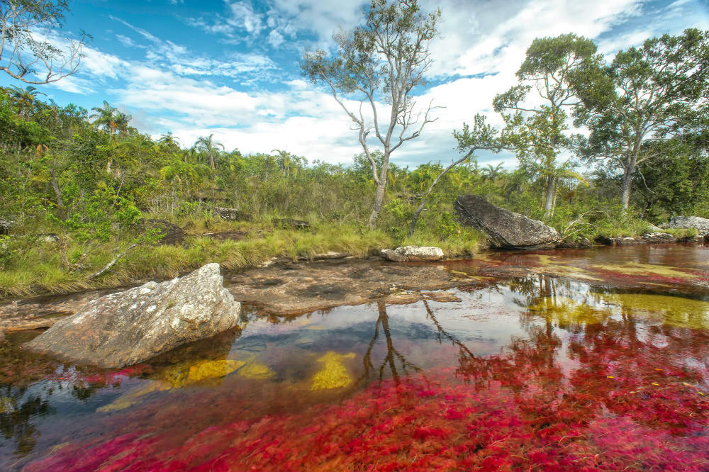 Caño Cristales